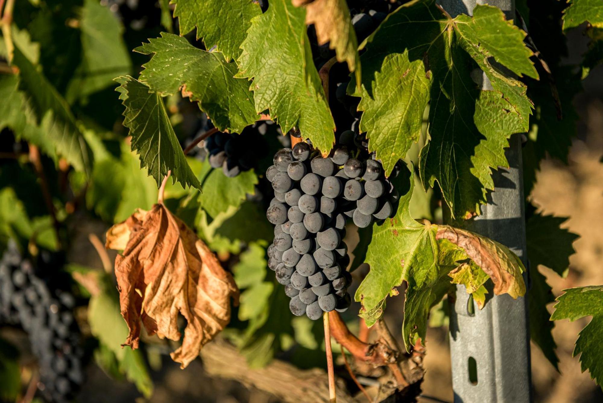 Agriturismo Le Tre Pietre - Podere Nel Chianti Quercegrossa Bagian luar foto
