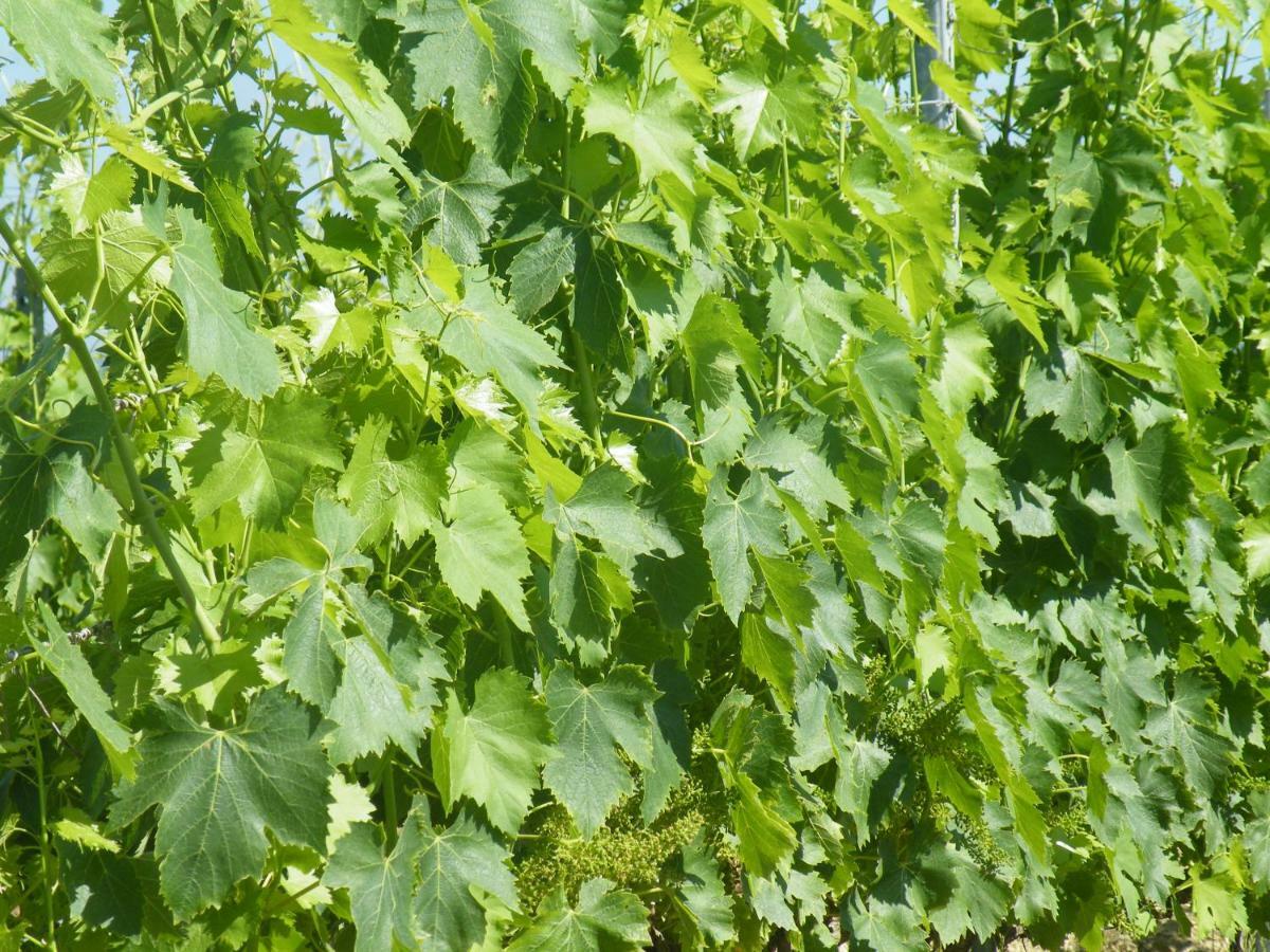 Agriturismo Le Tre Pietre - Podere Nel Chianti Quercegrossa Bagian luar foto